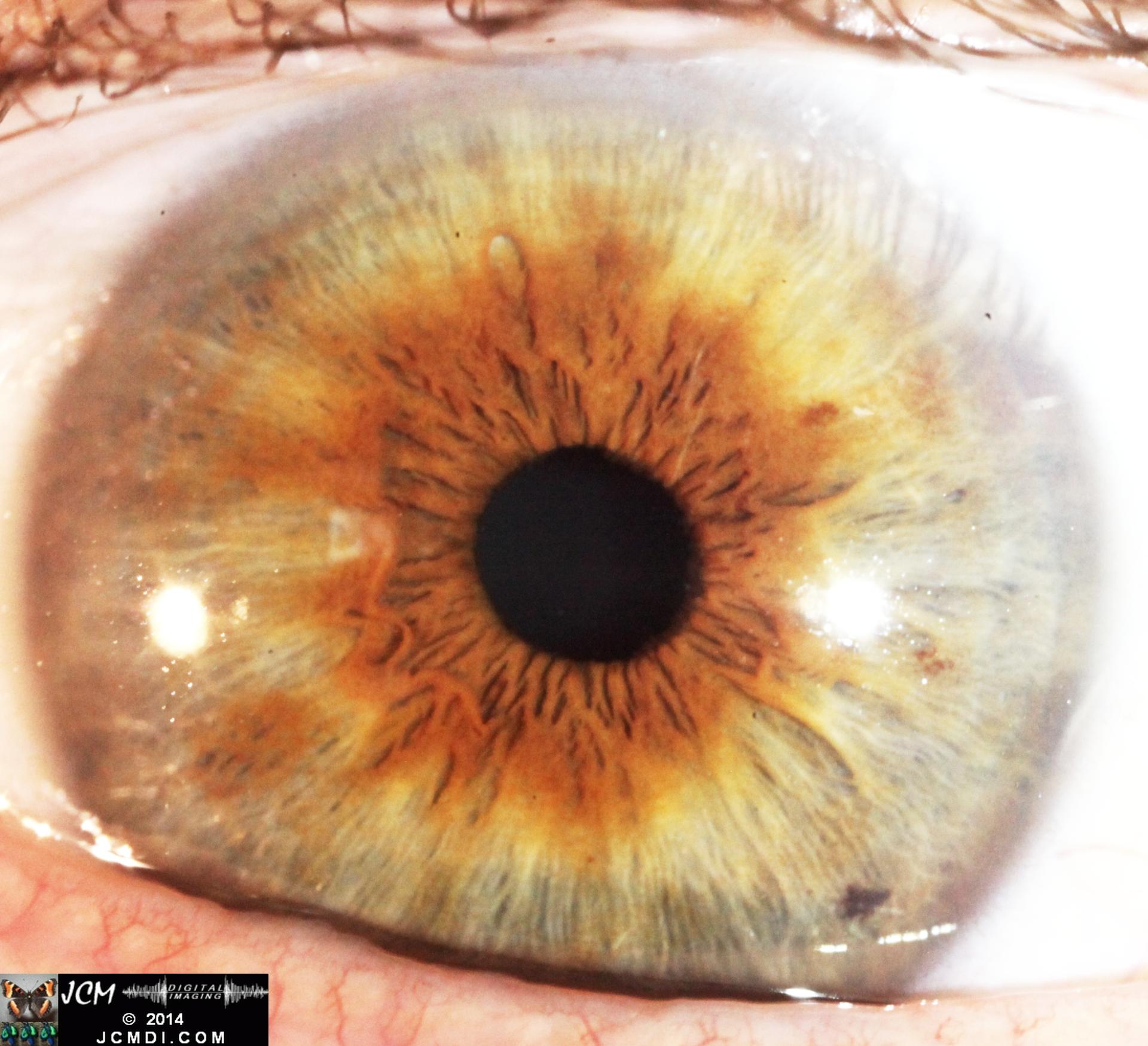 Human eye macro close-up Canon 5D Mk2 with MPE65 lens